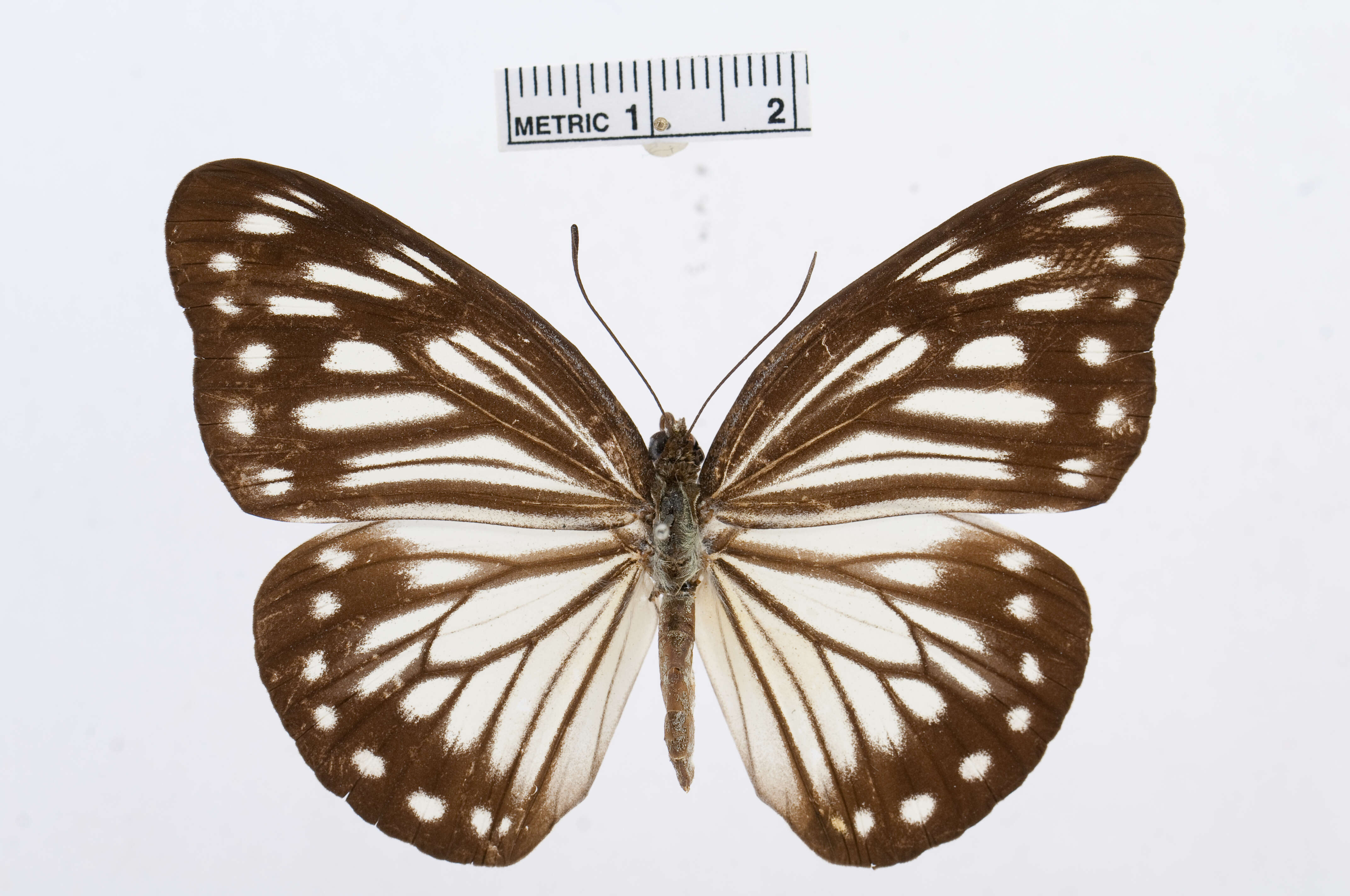 Image of Pareronia boebera (Eschscholtz 1821)