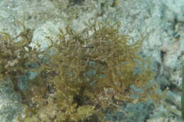 Image of Sargassum C. Agardh 1820