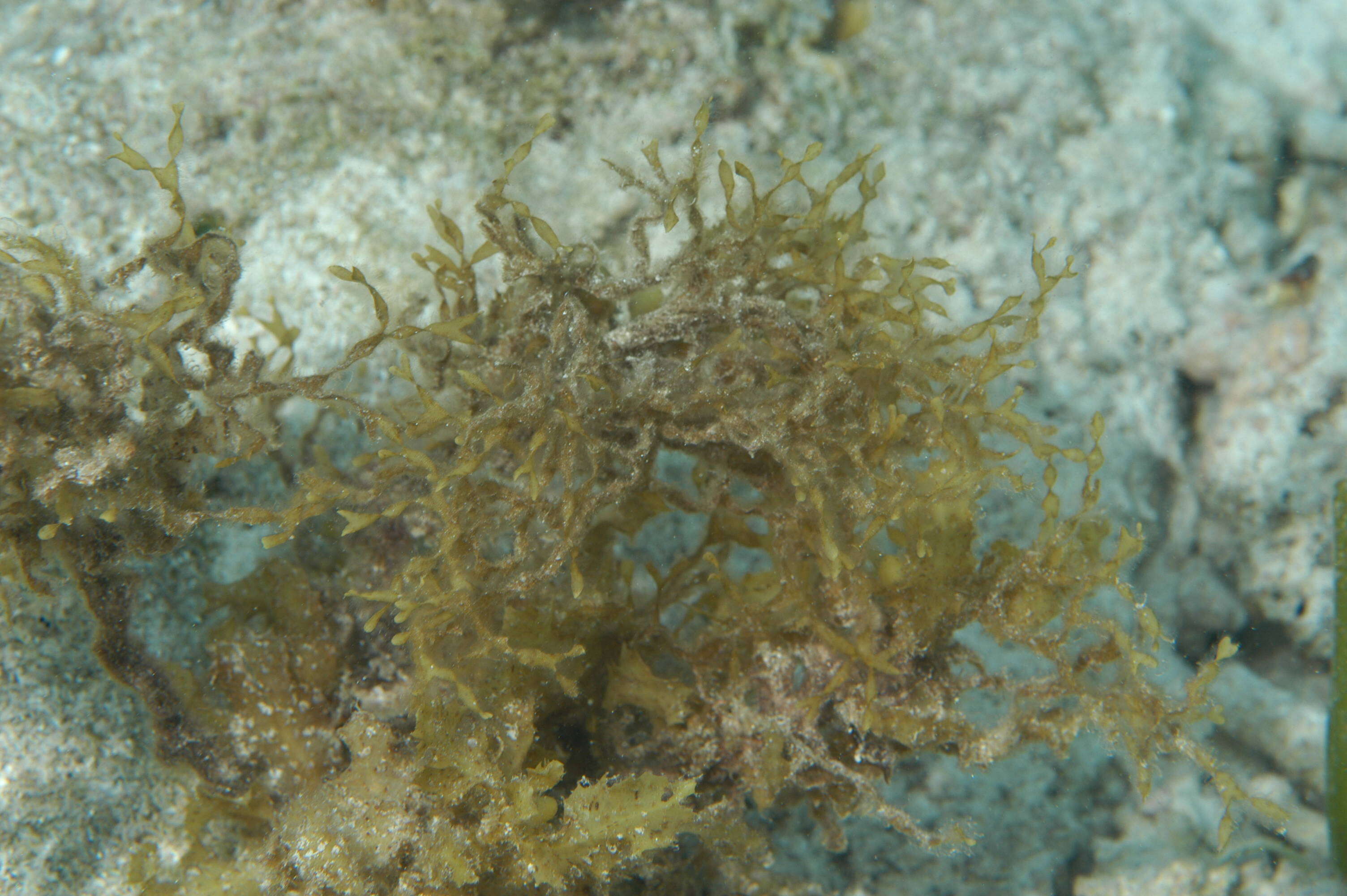 Слика од Sargassum C. Agardh 1820