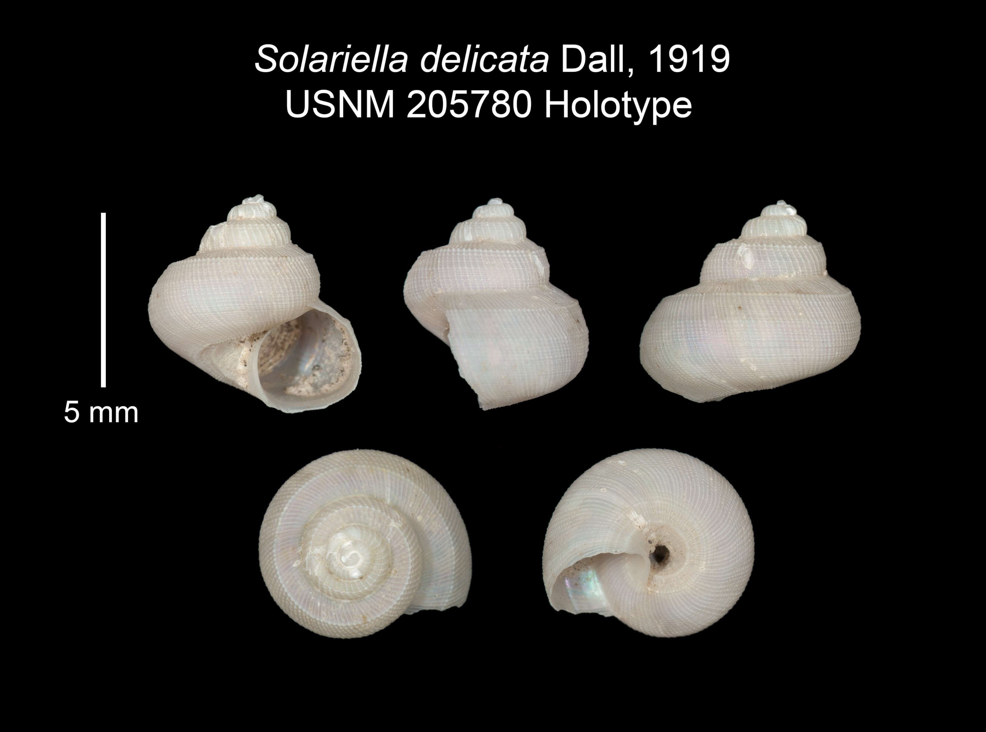 Image of Solariella delicata Dall 1919