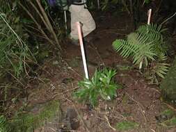 Image of Oahu schiedea
