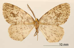 Image of <i>Ellopia punctularia</i> Schaus