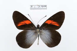 Image of Pereute callinice (Felder & Felder 1861)