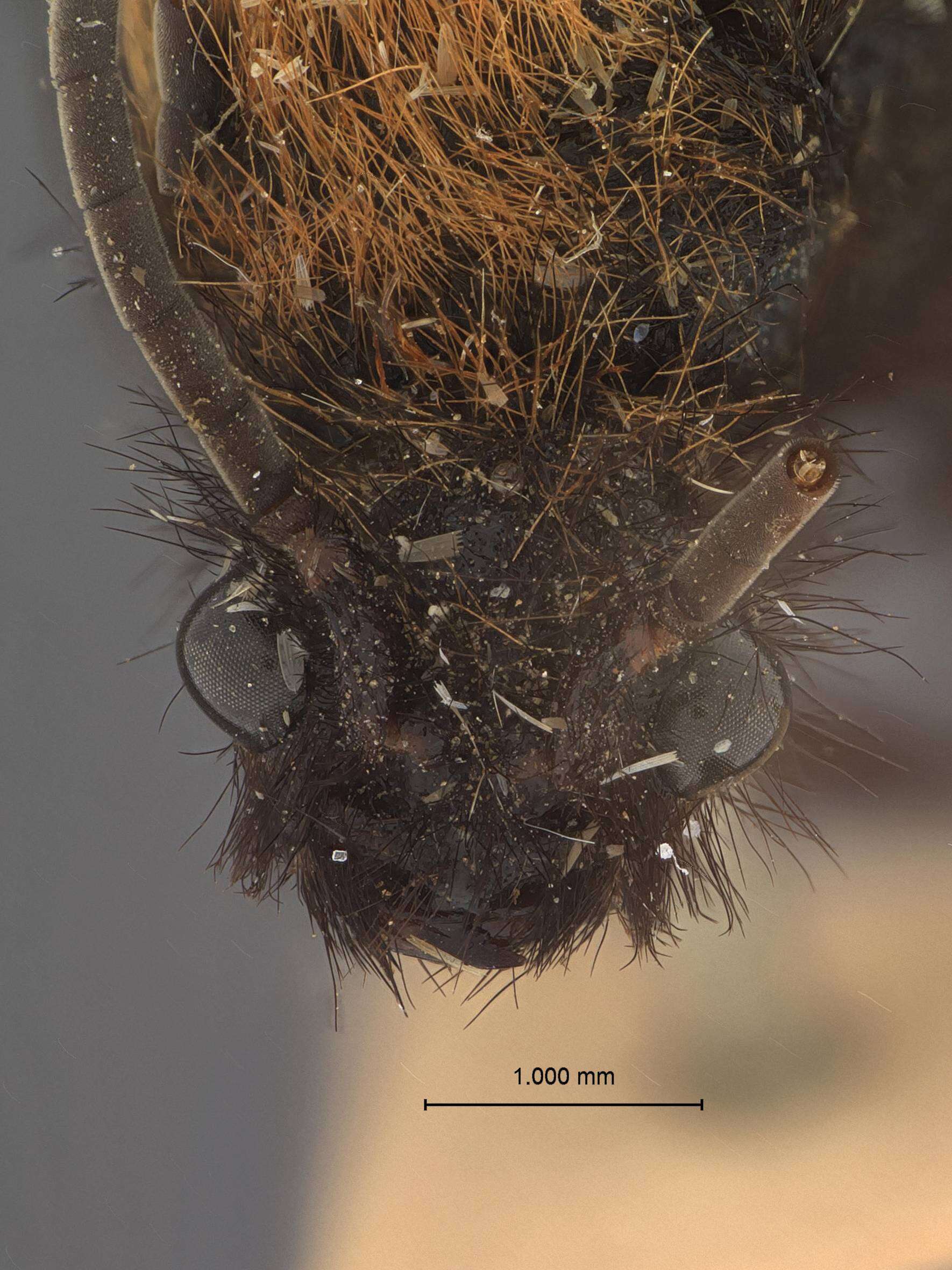 Image of Dasymutilla phya (Cameron 1895)