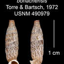 Image of <i>Centralia bonachensis</i> Torre & Bartsch