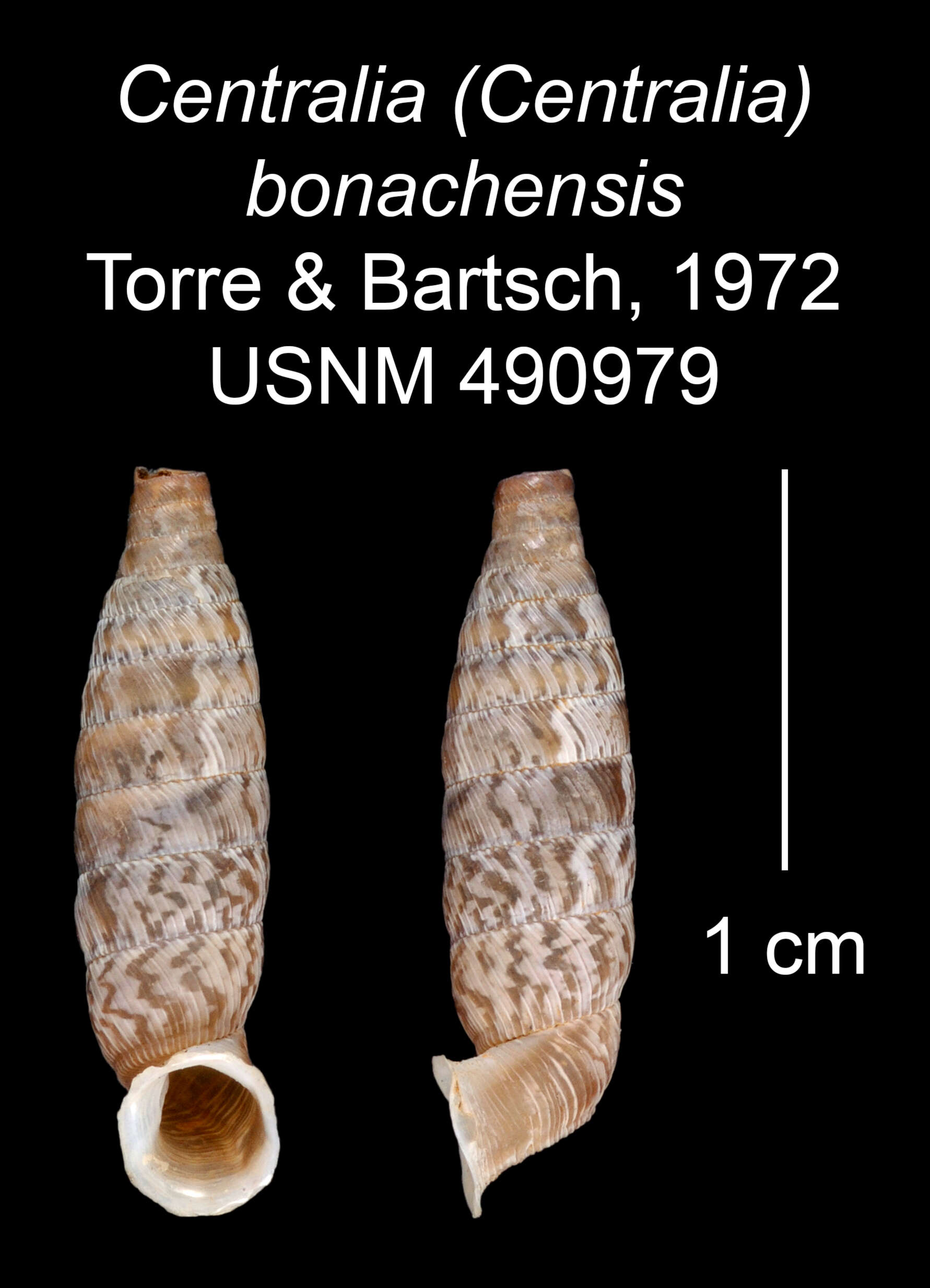 Imagem de <i>Centralia bonachensis</i> Torre & Bartsch