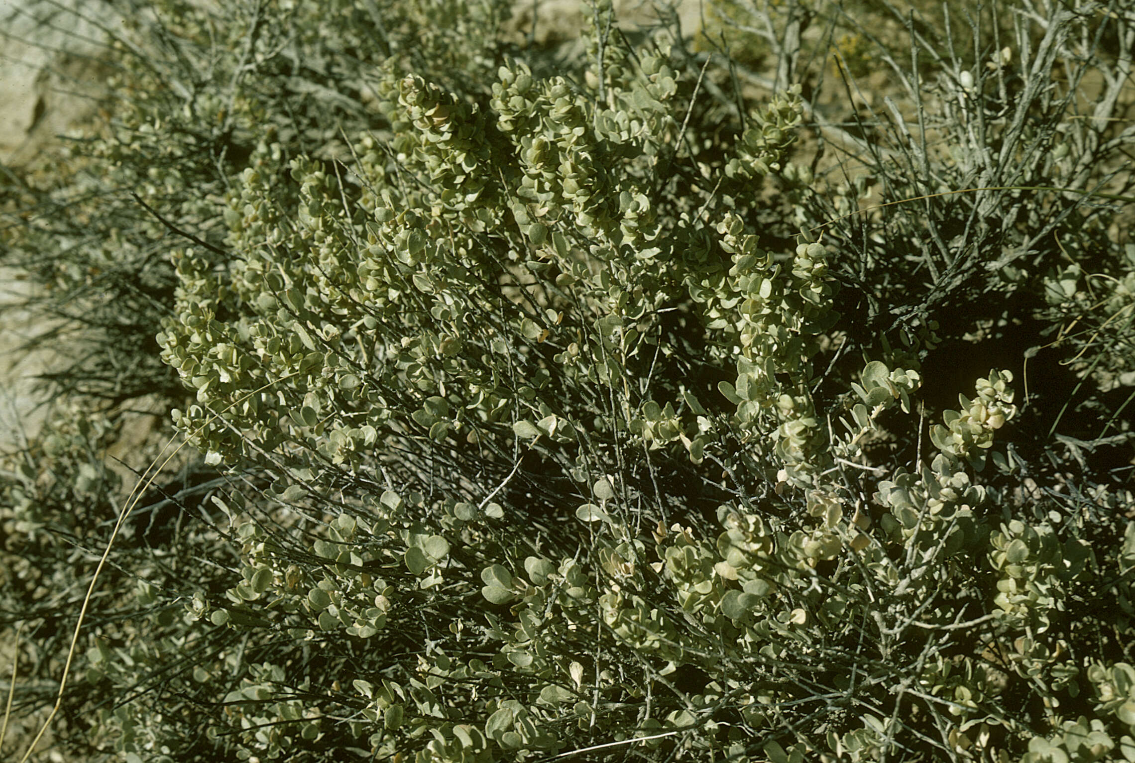 Image of shadscale saltbush