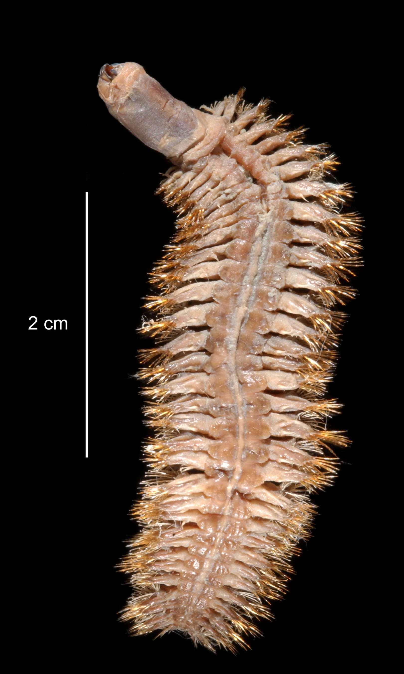 Image of Barrukia cristata (Willey 1902)