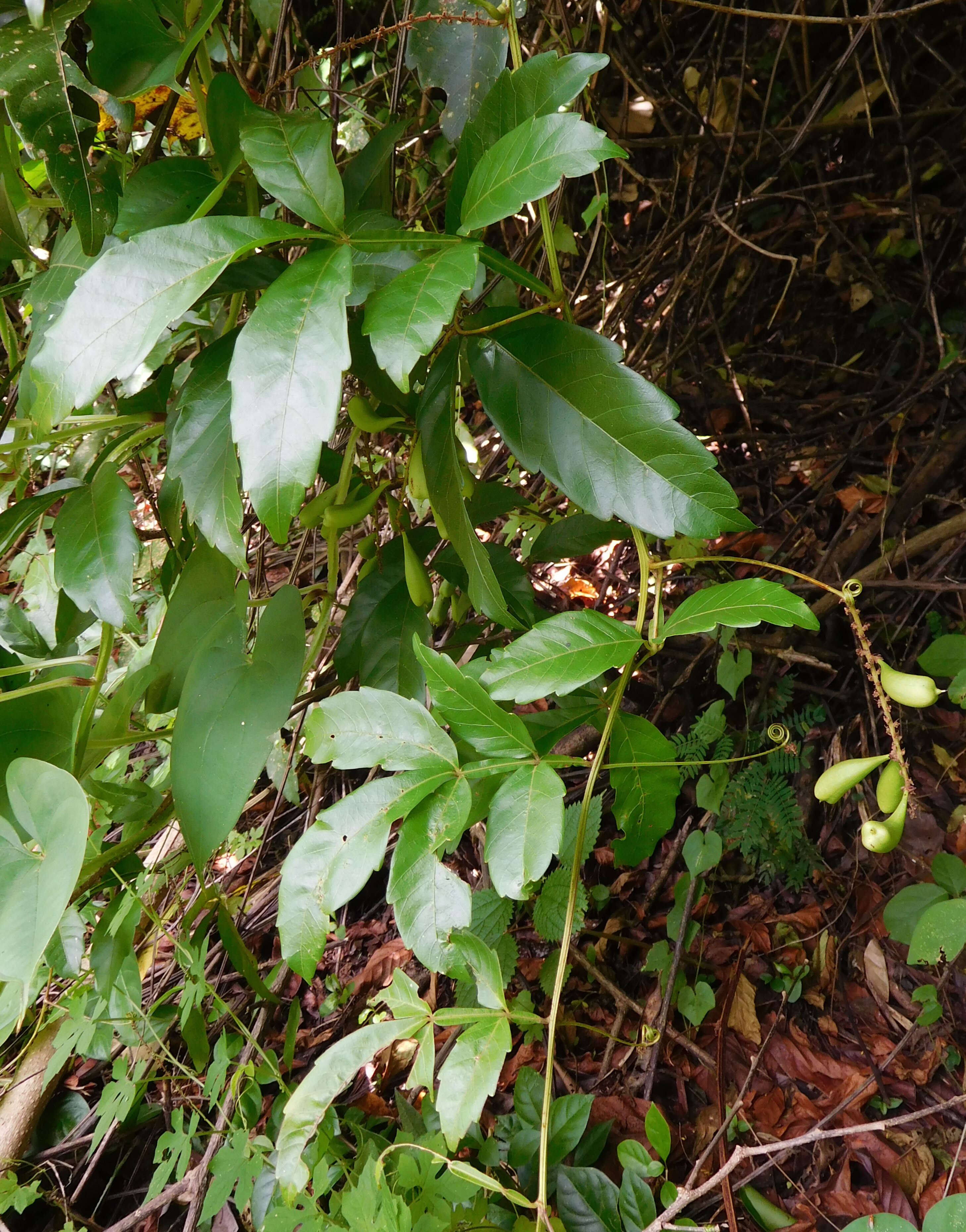 Слика од Paullinia pinnata L.