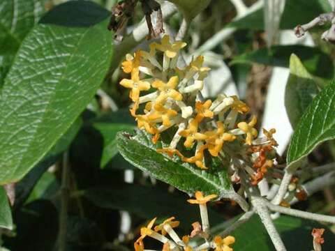 Image of smokebush