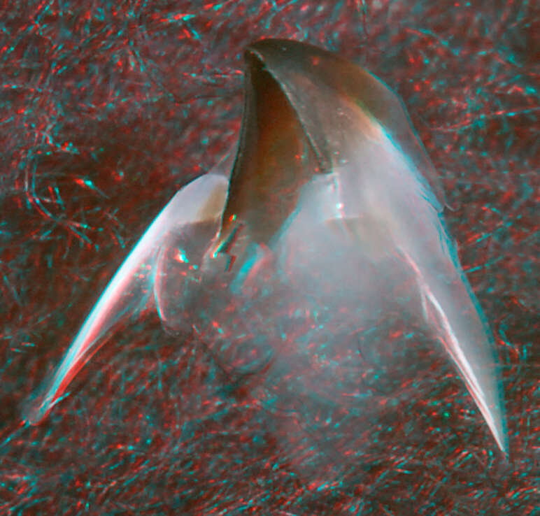 Image of Architeuthis Steenstrup 1857