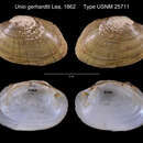 Image of Unio gerhardtii I. Lea 1862