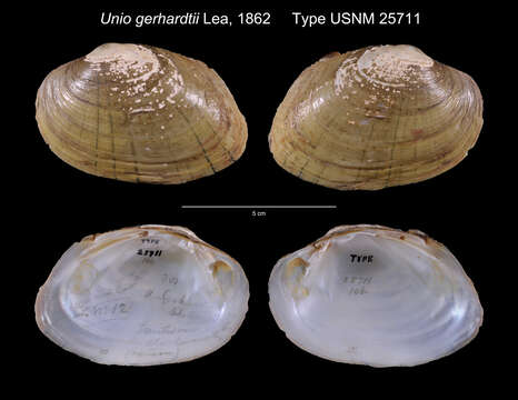 Image of Unio gerhardtii I. Lea 1862