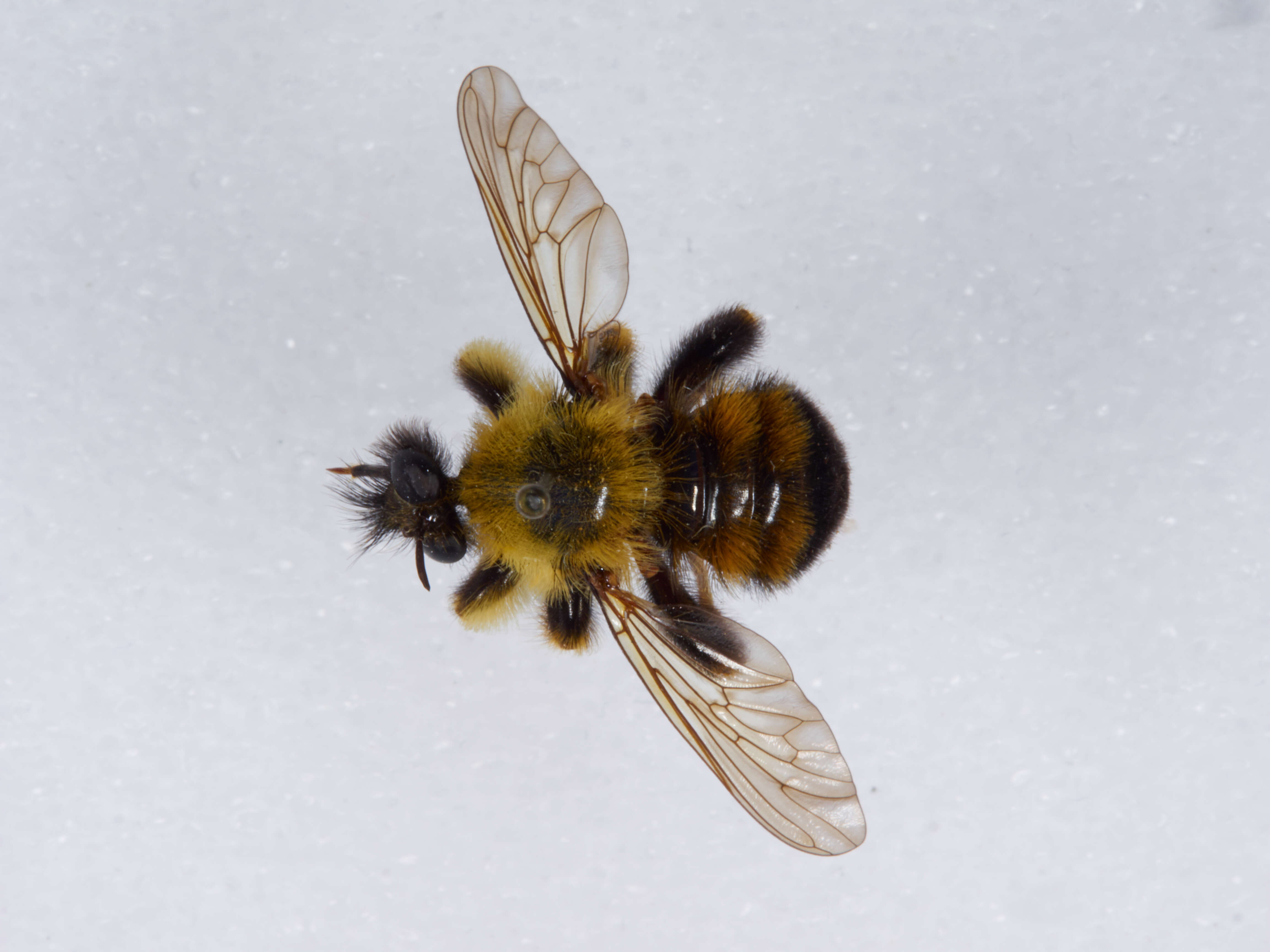 Image of Laphria thoracica Fabricius 1805