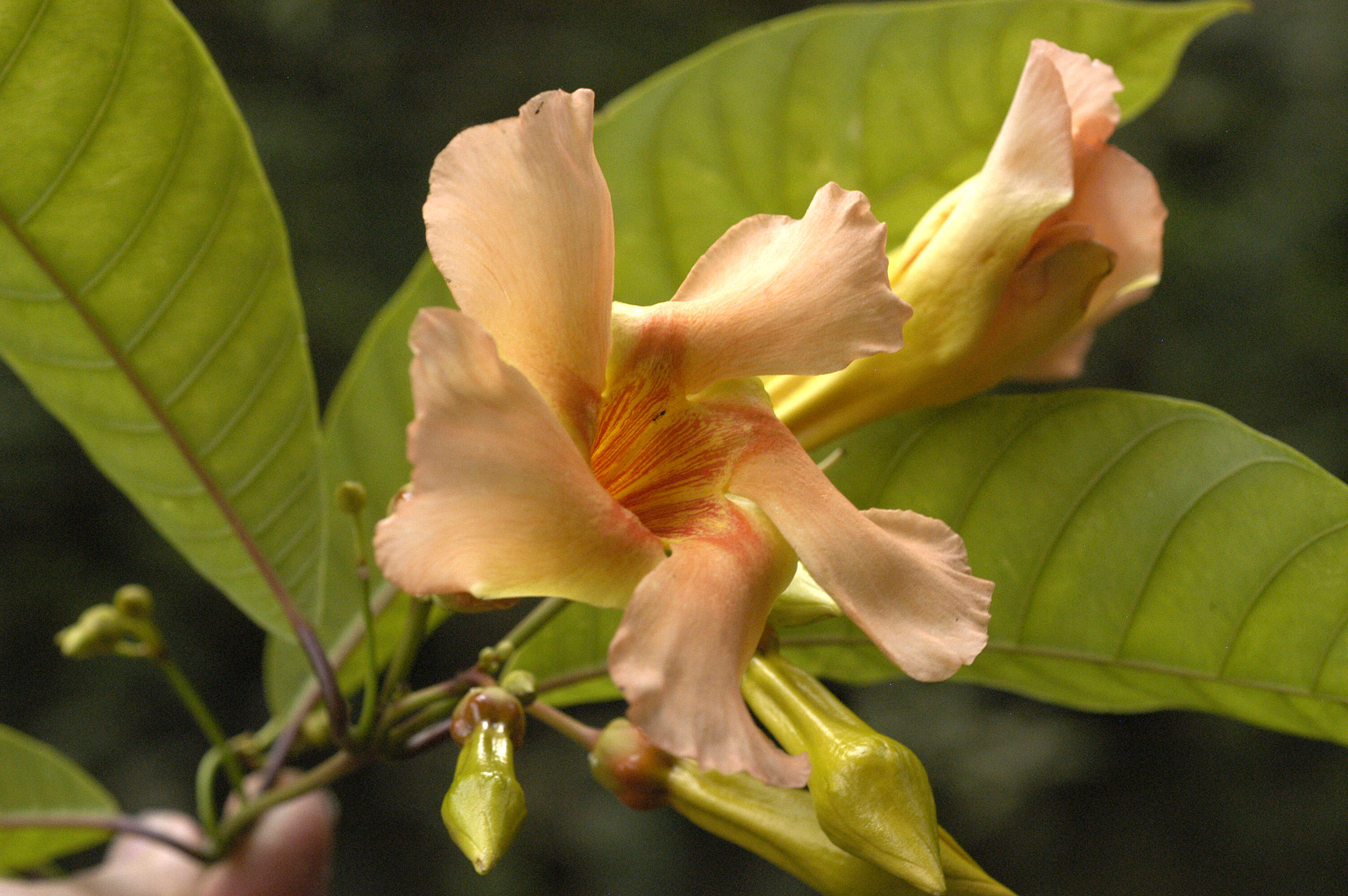 Image of Odontadenia macrantha (Roem. & Schult.) Markgr.