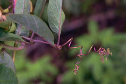 Imagem de Cobaea scandens Cav.