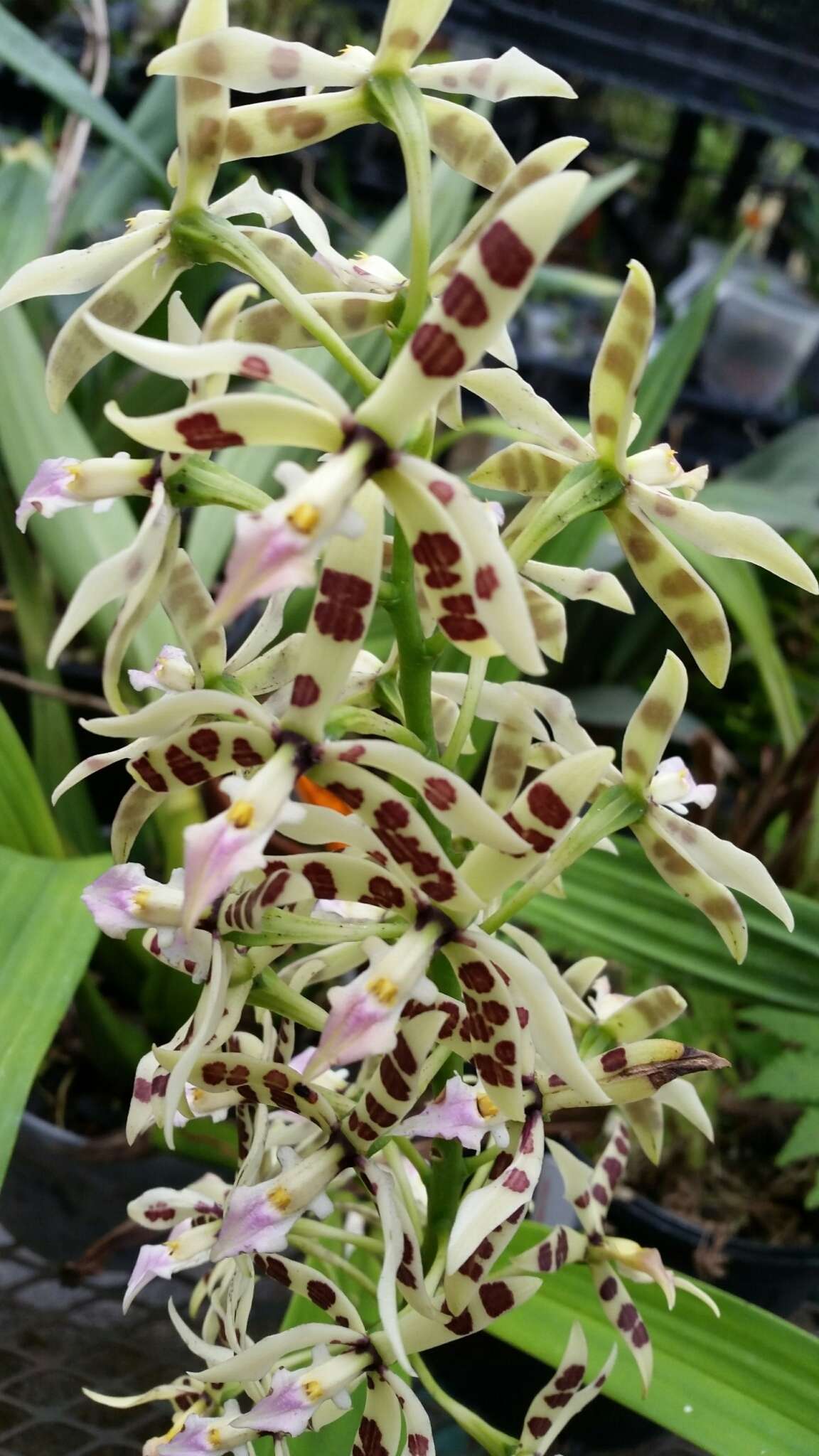 Image de Prosthechea prismatocarpa (Rchb. fil.) W. E. Higgins