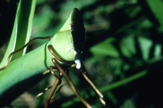 Image of American evergreen