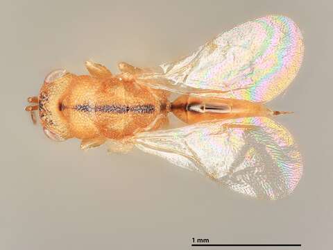 Image of Eurytoma butcheri (Burks 1969)