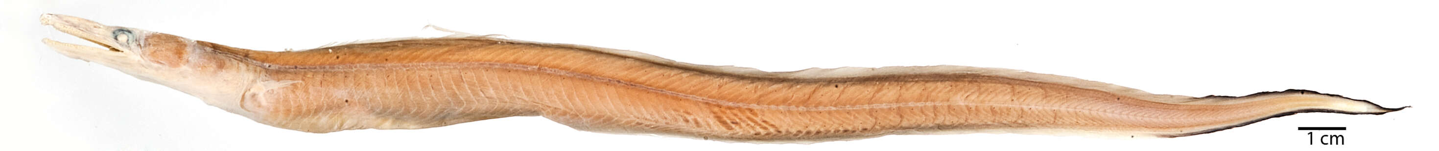 Image de Congrhynchus talabonoides Fowler 1934