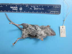 Image of White-footed Deermouse