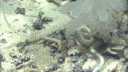 Image of Deep Sea Sponge