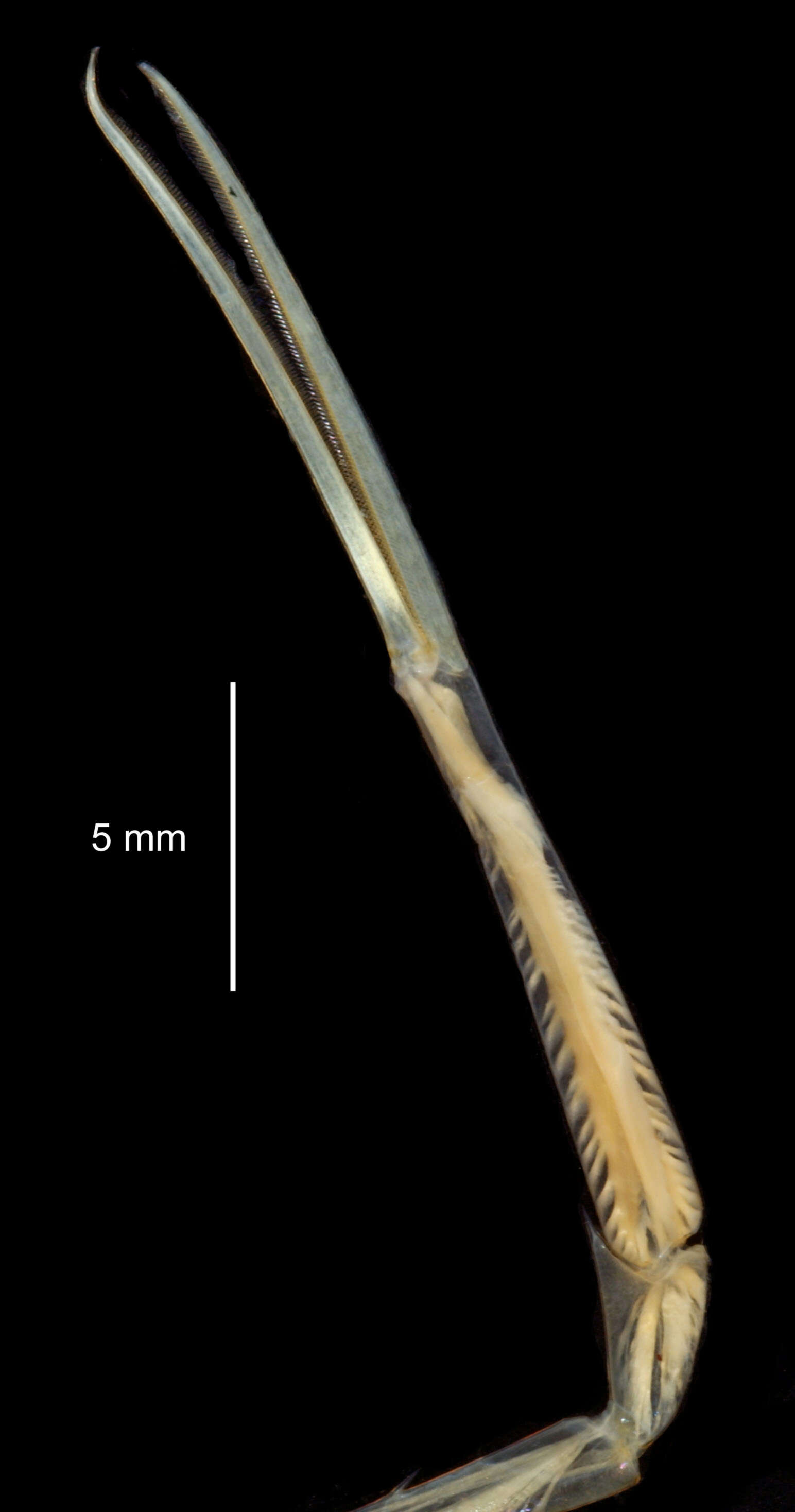 Image of Pasiphaea scotiae (Stebbing 1914)