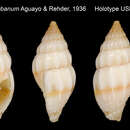 Image of Vexillum cubanum Aguayo & Rehder 1936