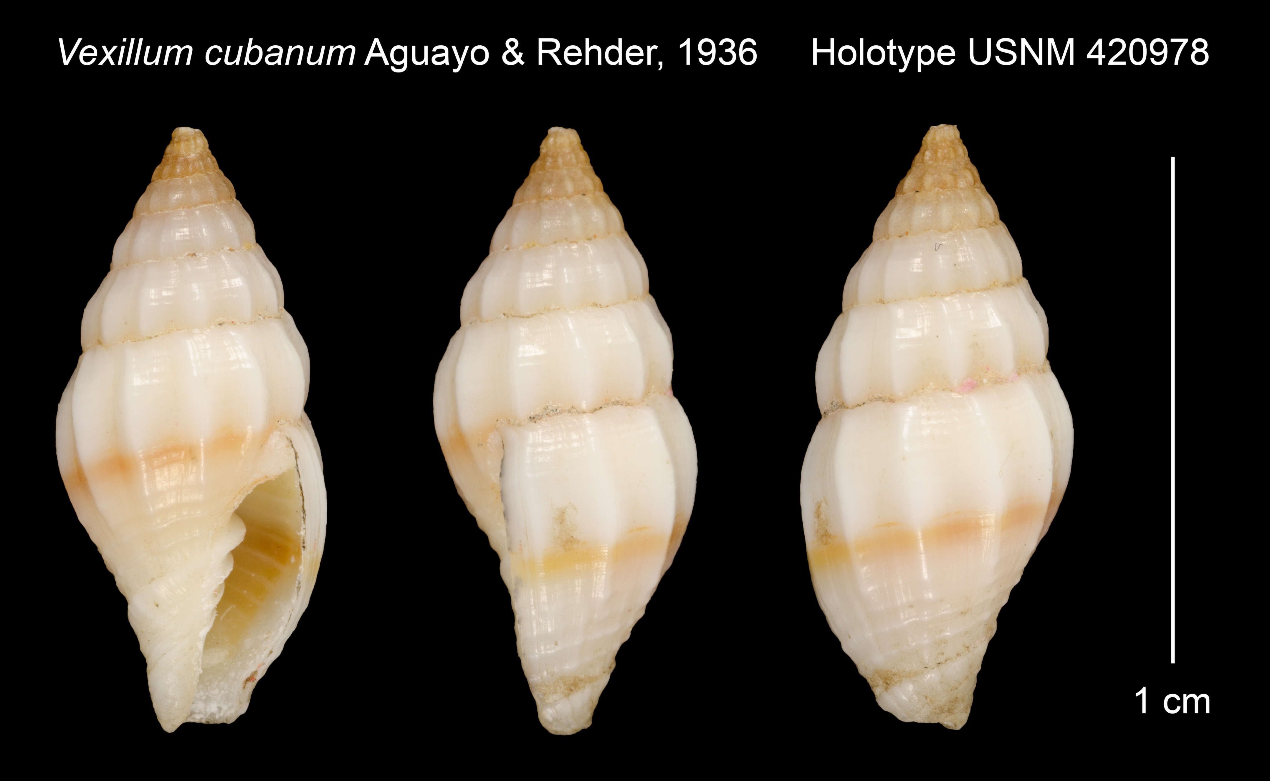 Vexillum cubanum Aguayo & Rehder 1936的圖片