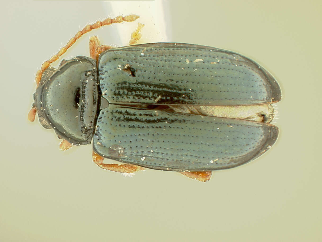 Image of Crepidodera Chevrolat 1836