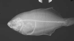 Image of Marbled flounder