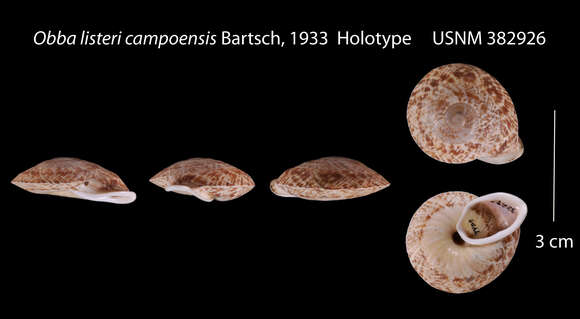 Sivun Obba listeri campoensis Bartsch 1933 kuva