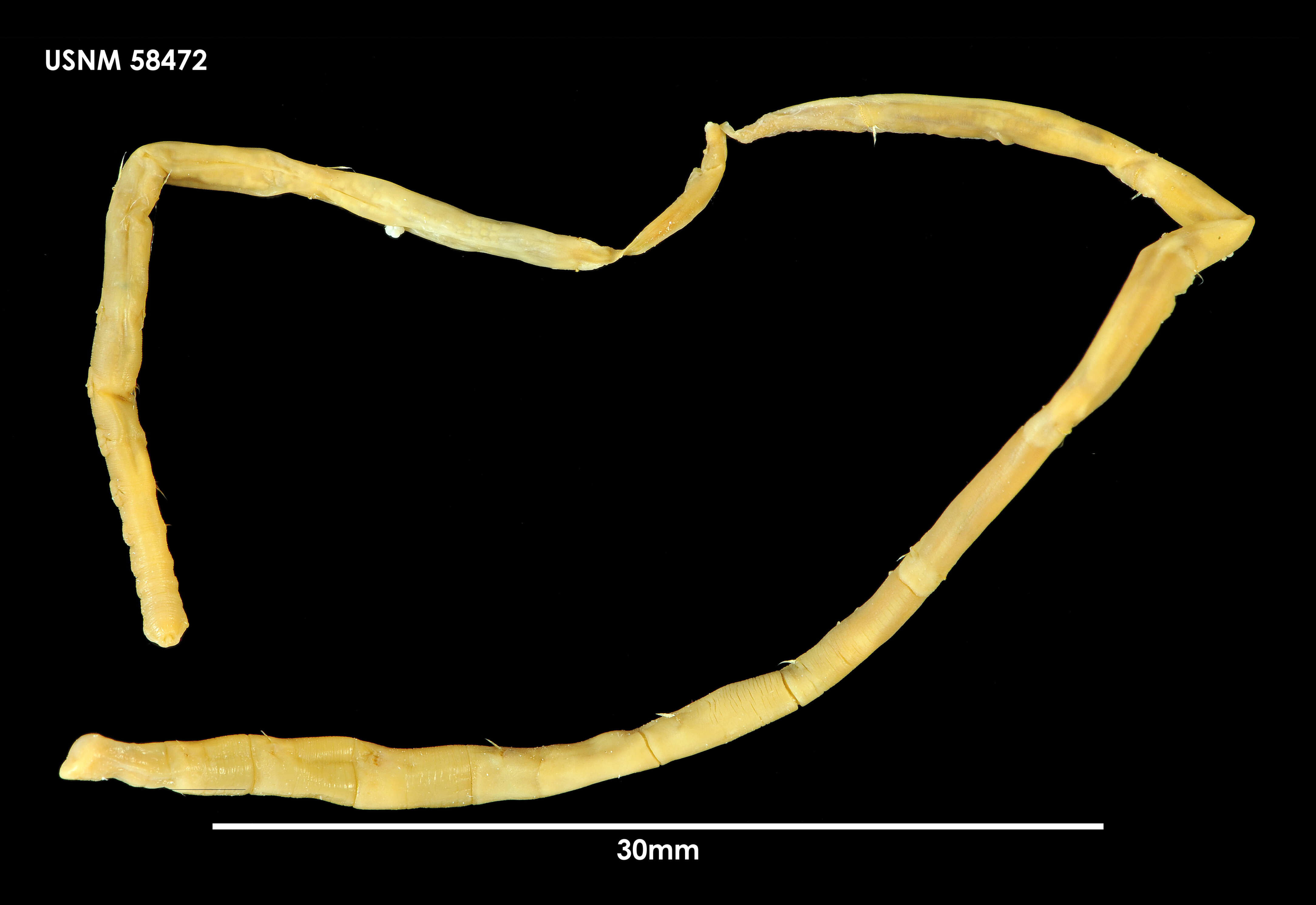 Image of <i>Notoproctus oculatus antarcticus</i> Arwidsson 1911