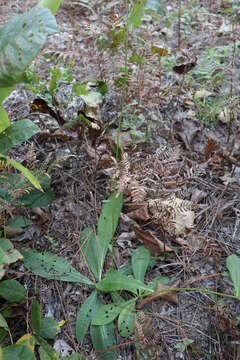 صورة Vernonia acaulis (Walt.) Gleason