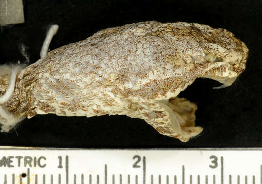 Crotalus lepidus (Kennicott 1861) resmi