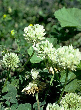 Image of Trifolium repens var. repens