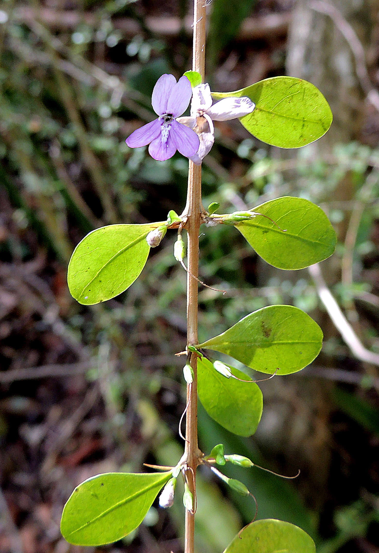 Image of thicketwort