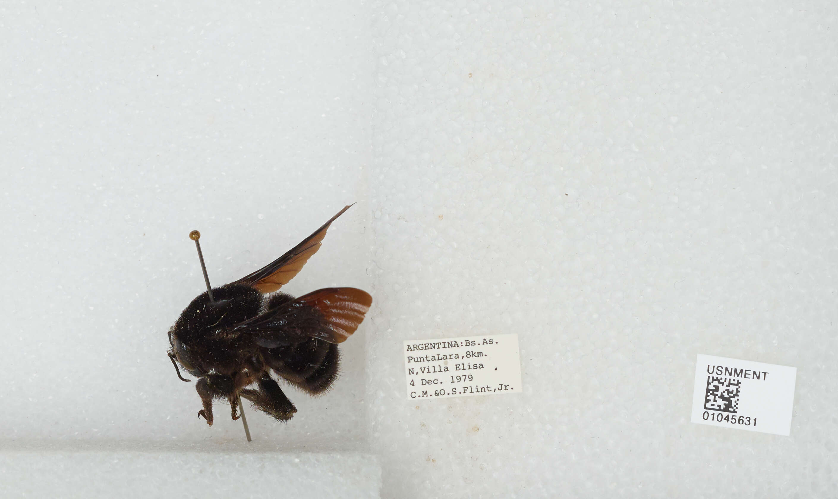 Image of Bombus Latreille 1802