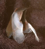 Image of Coffee bean scaled squid