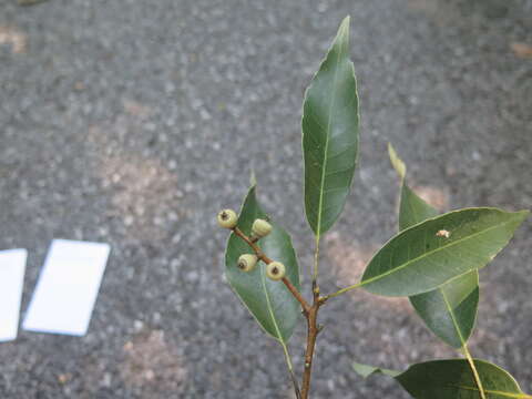 Image of Quercus salicina Blume