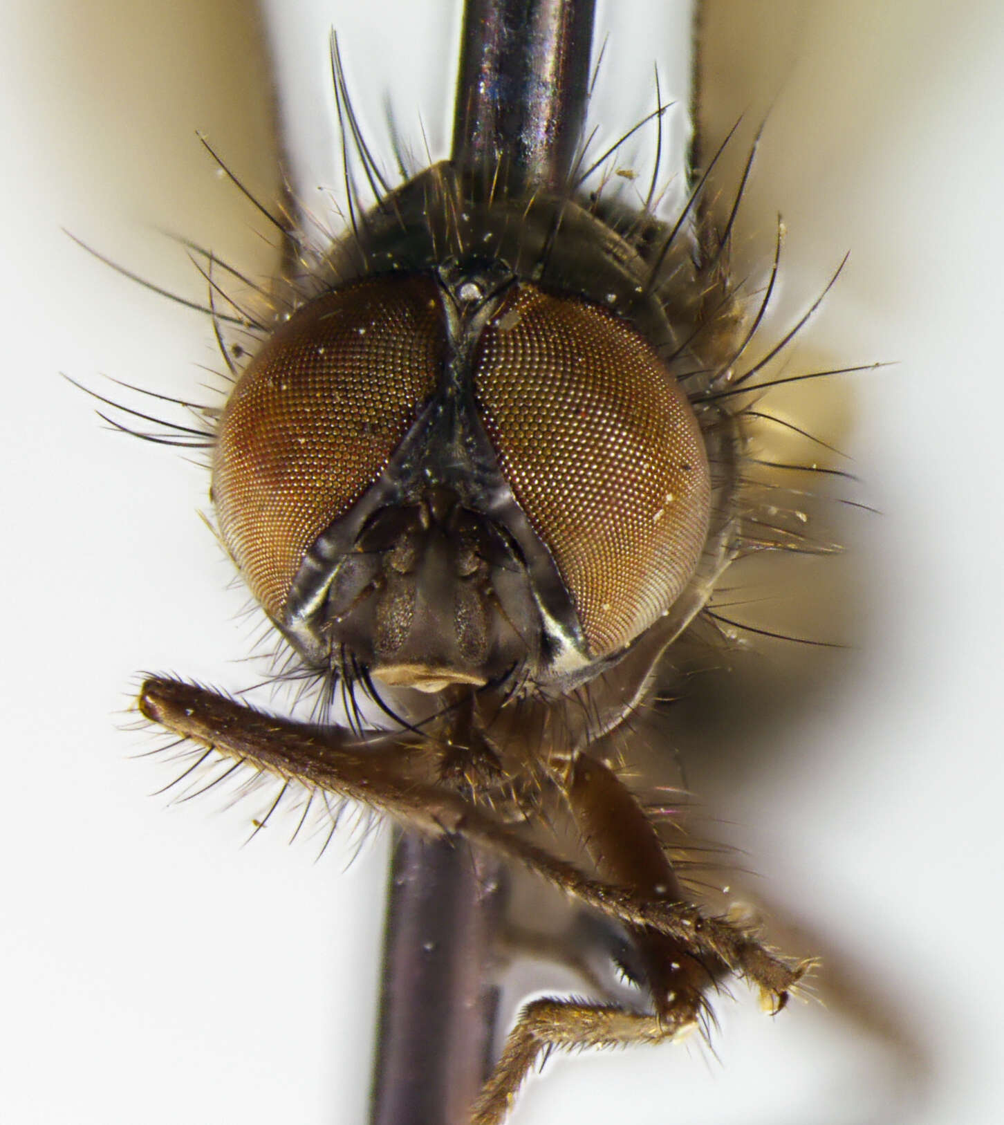 Image of Limnophora pusilla Huckett