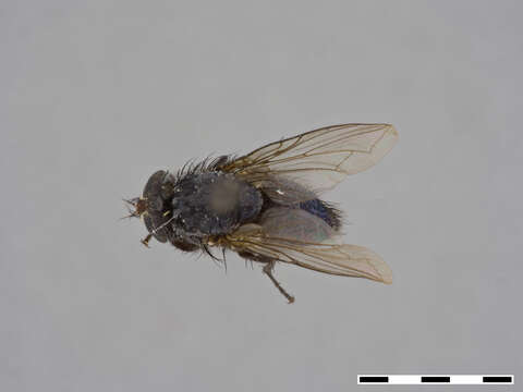 صورة Eucalliphora arta Hall 1948