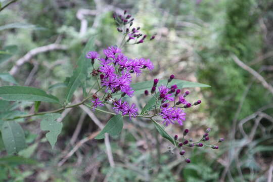 Vernonia gigantea (Walt.) Trel. ex Branner & Coville resmi