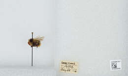 Image of Frigid Bumble Bee