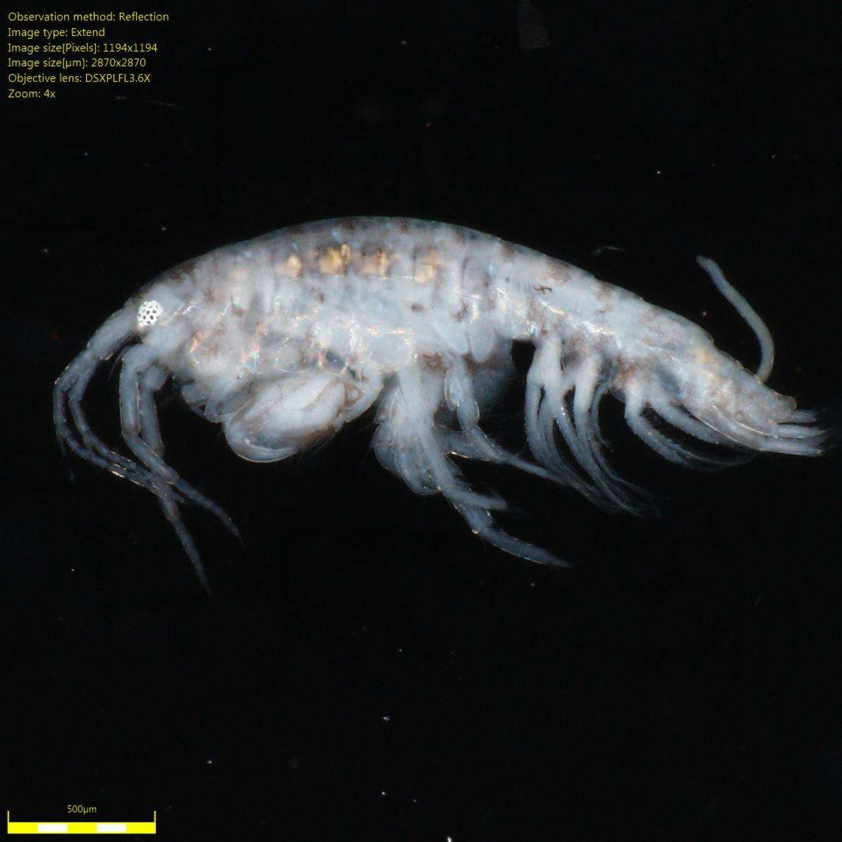 Image of Amphipoda