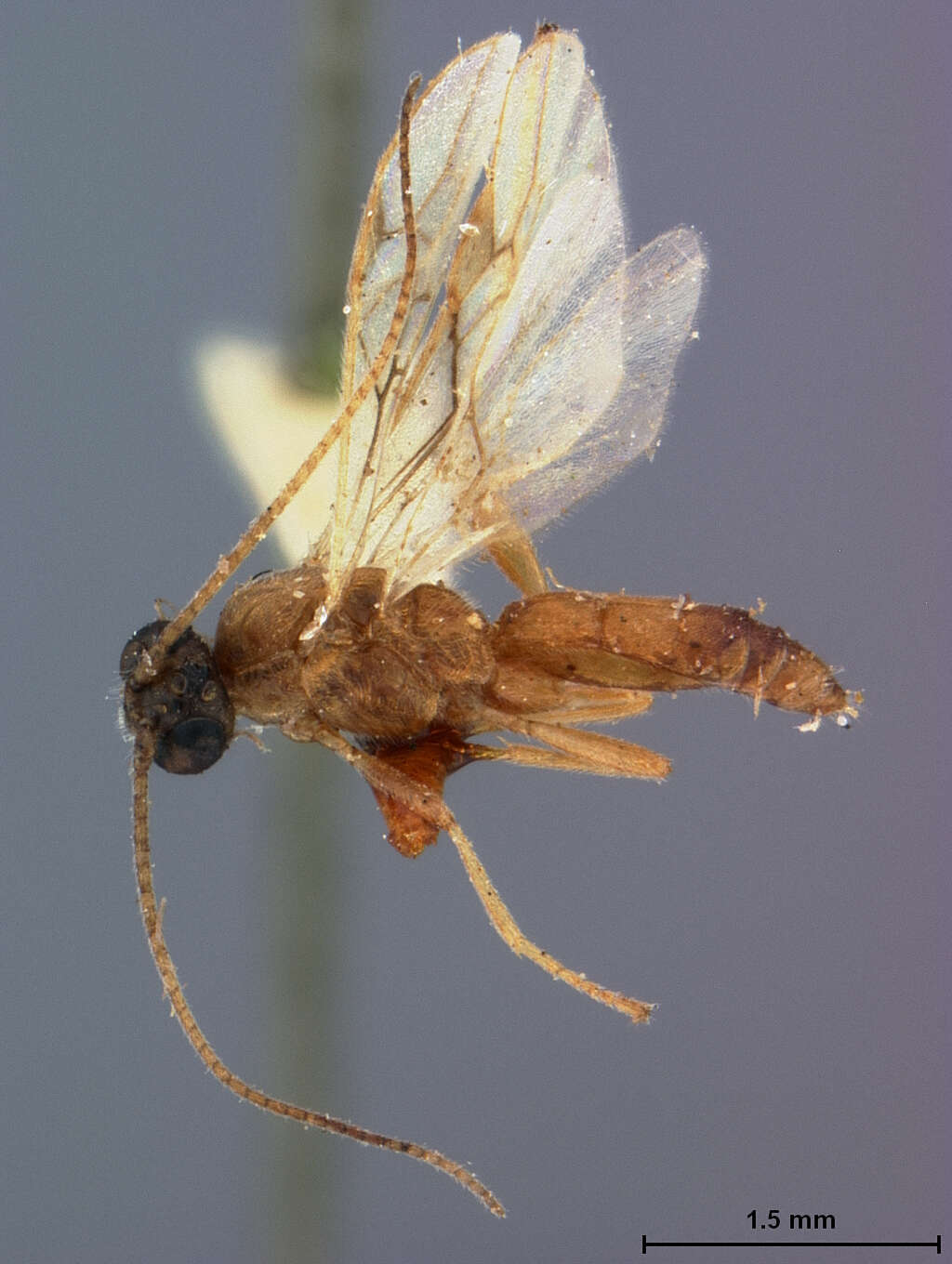 Image of Rogas subquadratus (Baker 1917)