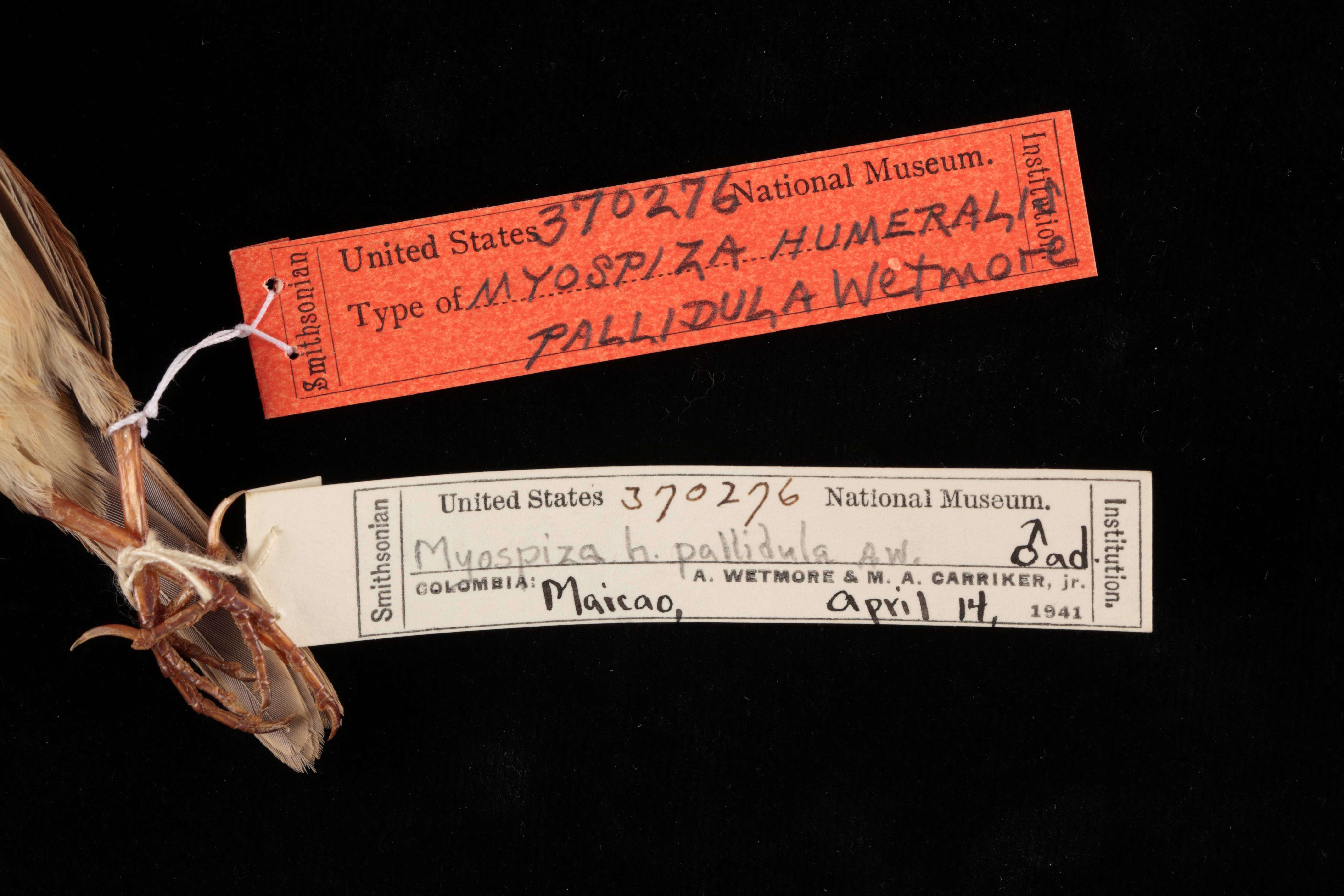 Image of Ammodramus humeralis pallidulus (Wetmore 1949)