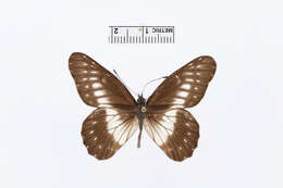 Image of Catasticta flisa (Herrich-Schäffer (1858))