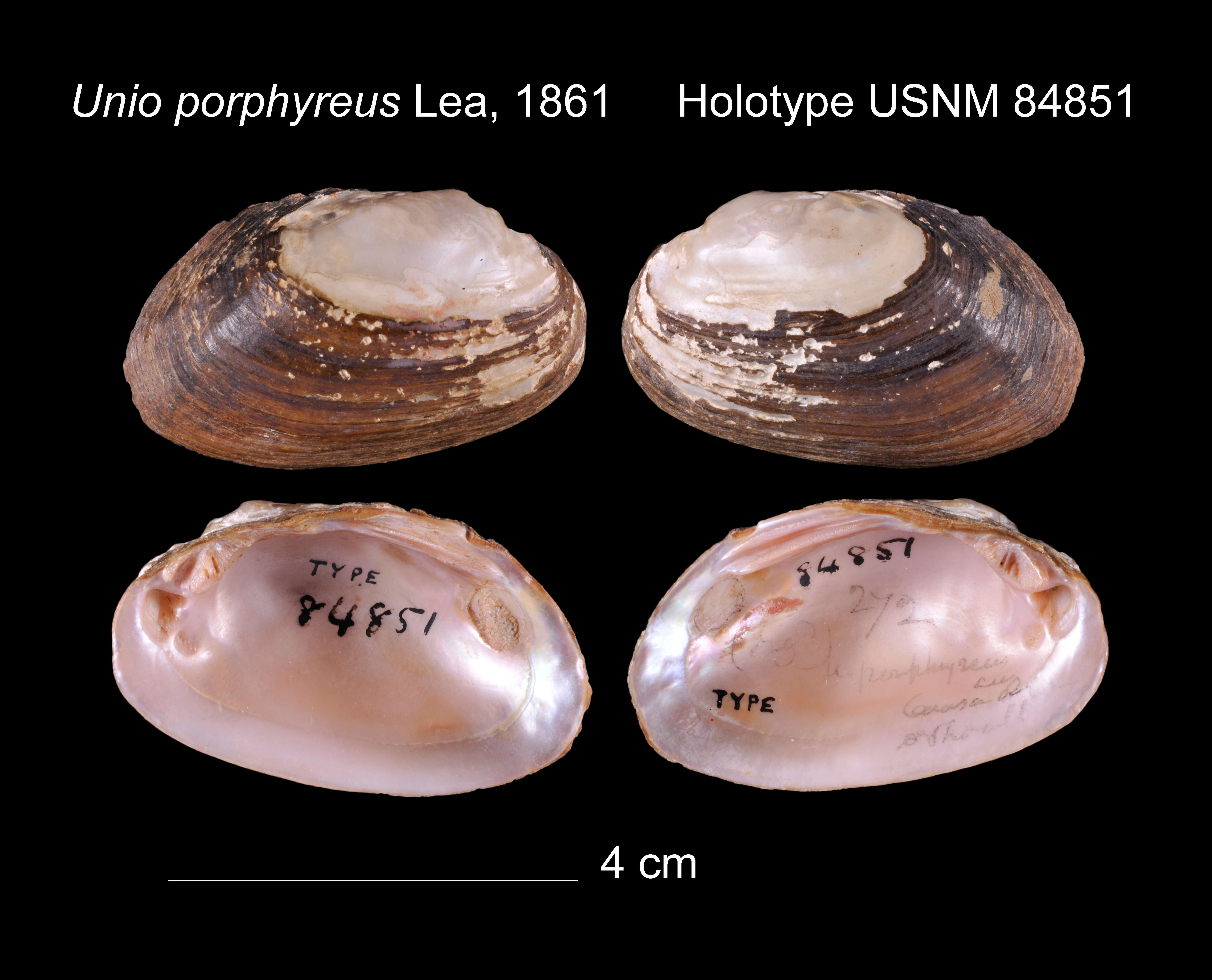 Image of Unio porphyreus Lea