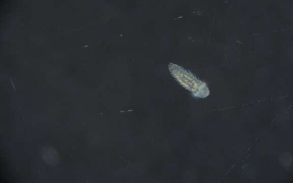 Image of Glyceridae